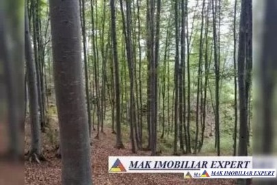 padure-de-95-ha-in-targu-carbunesti-gorj-oportunitate-ecologica-remarcabila