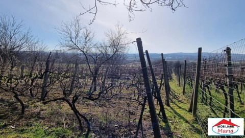 teren-intravilan-in-viile-satu-mare-23000-euro