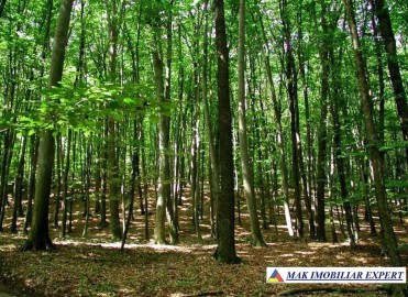 vand-padure-81-ha-balilesti-arges