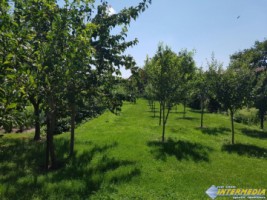 casa-de-vanzare-vintu-de-jos-cu-gradina-si-livada-3