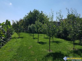 casa-de-vanzare-vintu-de-jos-cu-gradina-si-livada-10