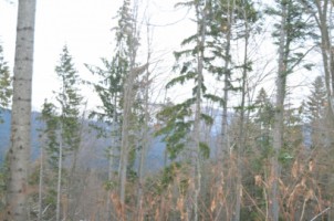 predeal-teren-intravilan-1000-mp-1