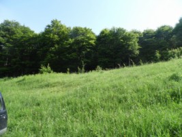 padure-de-foiase-zona-bucovina