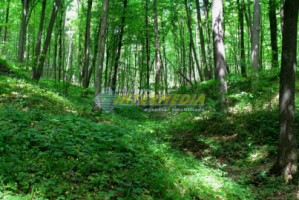 padure-de-fag-de-vanzare-in-alba-ighel-116-h-4