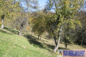 teren-5000-mp-intravilan-de-vanzare-in-albestii-de-muscel-arges-3