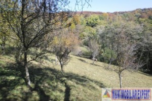 teren-5000-mp-intravilan-de-vanzare-in-albestii-de-muscel-arges-7