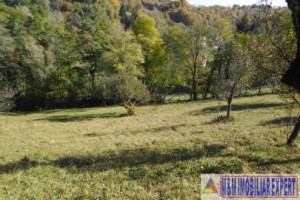 teren-5000-mp-intravilan-de-vanzare-in-albestii-de-muscel-arges-8