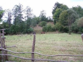 teren-3250-mp-extravilan-de-vanzare-in-albestii-de-muscel-bratisoara-arges