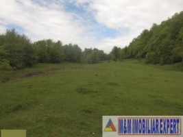 teren-intraextravilan-3600-mp-de-vanzare-musatesti-arges-2
