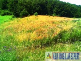 teren-intravilan-2632-mp-de-vanzare-in-valea-urdii-dambovicioara-arges-4