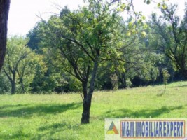 teren-2700-mp-intravilan-bughea-de-jos-2