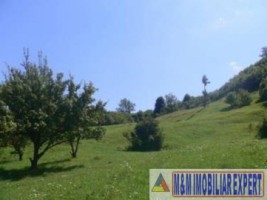 teren-intravilan-de-vanzare-9200-mp-in-flamanda-campulung-muscel-arges-6