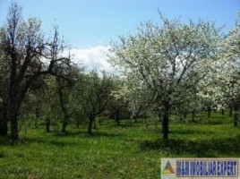 teren-intravilan-800-mp-de-vanzare-in-aninoasa-arges-5