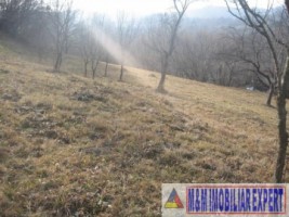 vand-teren-extravilan-8000-mp-in-bughea-de-jos-arges-2