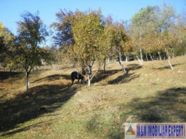 teren-intravilan-6000-mp-de-vanzare-in-albestii-de-muscel-candesti-arges-7