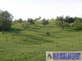 teren-de-vanzare-1-ha-extravilan-pasune-in-calea-targovistei-campulung-muscel-arges-3