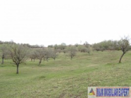 teren-de-vanzare-1-ha-extravilan-pasune-in-calea-targovistei-campulung-muscel-arges-13