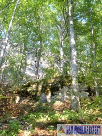 teren-intravilan-6700-mp-de-vanzare-in-valea-cheii-dambovicioara-arges-ideal-pentru-dezvoltari-turistice-si-rezidentiale-6