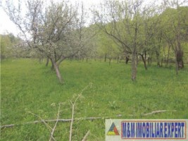 vand-teren-5000-mp-musatesti-2