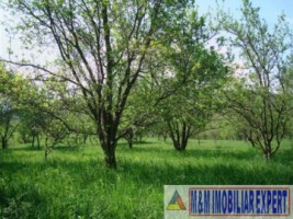 teren-intravilan-de-vanzare-5867-mp-pe-calea-pietroasa-campulung-muscel-arges-13