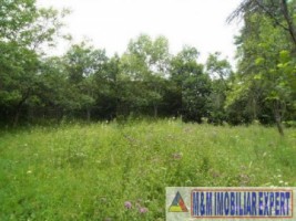 teren-intravilan-2700-mp-nucsoara-arges-5