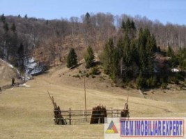 teren-intravilan-6100-mp-de-vanzare-rucar-arges-1