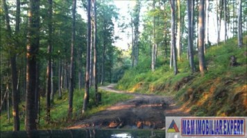 padure-de-8000-mp-de-vanzare-in-bughea-de-jos-arges