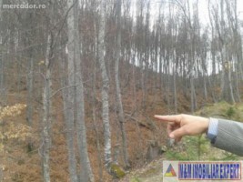padure-de-8000-mp-de-vanzare-in-bughea-de-jos-arges-1