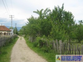 padure-de-8000-mp-de-vanzare-in-bughea-de-jos-arges-3
