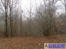 teren-extravilan-2460-mp-de-vanzare-in-bughea-de-jos-ideal-pentru-activitati-agricole-7