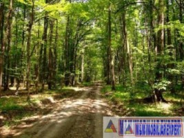 padure-55-ha-si-teren-3-ha-25-ha-de-vanzare-in-aninoasa-arges