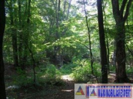 padure-55-ha-si-teren-3-ha-25-ha-de-vanzare-in-aninoasa-arges-1