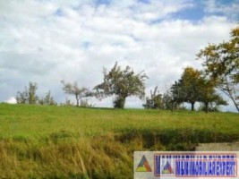 padure-55-ha-si-teren-3-ha-25-ha-de-vanzare-in-aninoasa-arges-3