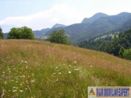 teren-extravilan-de-5991-mp-de-vanzare-in-dambovicioara-arges-ideal-pentru-dezvoltari-agricole-si-turistice-1