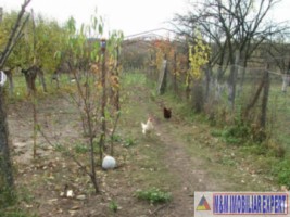 casa-6-camere-teren-11-ha-vedea-4