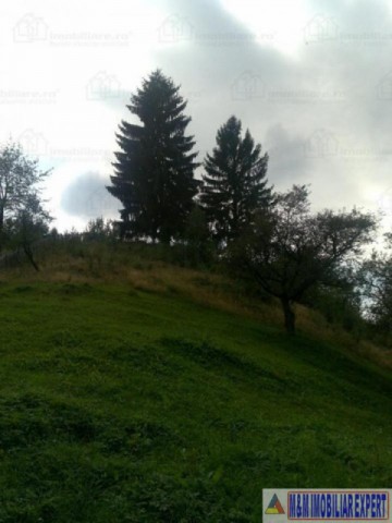 teren-5300-mp-intravilan-casa-nucsoara-6