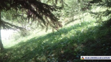 teren-extravilan-8220-mp-de-vanzare-in-valea-cheii-dambovicioara-arges-ideal-pentru-proiecte-agricole-si-recreative-1