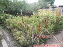 vand-urgent-casa-sp-strada-paltinul-11