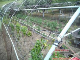 vand-urgent-livada-teren-7500-mp-48-euromp-zona-lacului-ighisu-nou-1