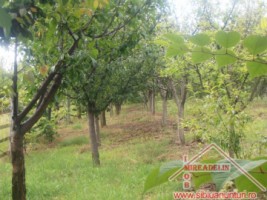 vand-urgent-livada-teren-7500-mp-48-euromp-zona-lacului-ighisu-nou-9