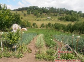 vand-urgent-livada-teren-7500-mp-48-euromp-zona-lacului-ighisu-nou-5