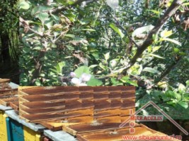 vand-urgent-livada-teren-7500-mp-48-euromp-zona-lacului-ighisu-nou-6