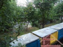 vand-urgent-livada-teren-7500-mp-48-euromp-zona-lacului-ighisu-nou-7