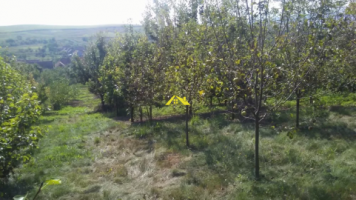 vand-casa-in-cut-judetul-alba-2