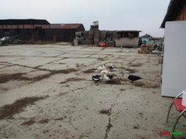 hala-180-mp-plus-birou-si-curte-de-inchiriat-in-sibiu-langa-centrura-ocolitoare-1