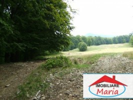 teren-pentru-constructii-de-vanzare-in-satu-mare-negresti-5
