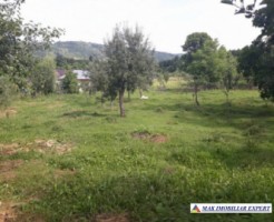 vand-casa-4-camere-cu-anexele-sale-teren-6000-mp-hartiesti-14