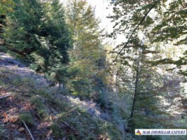 vand-teren-forestier-de-458-ha-cu-cabana-voina-leresti-arges