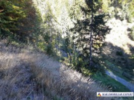 vand-teren-forestier-de-458-ha-cu-cabana-voina-leresti-arges-1