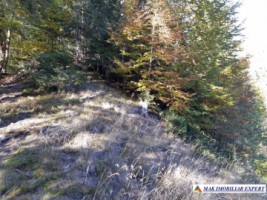 vand-teren-forestier-de-458-ha-cu-cabana-voina-leresti-arges-2